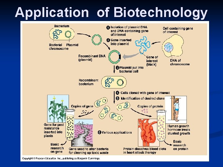 Application of Biotechnology 