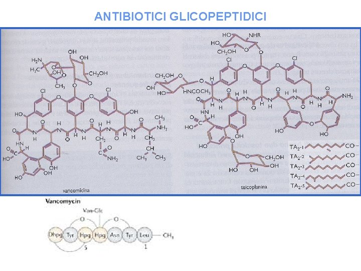 ANTIBIOTICI GLICOPEPTIDICI 