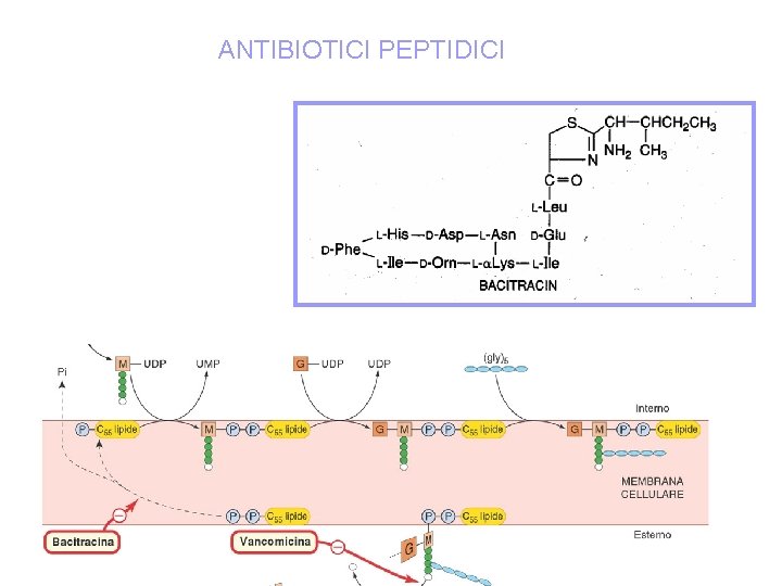 ANTIBIOTICI PEPTIDICI 