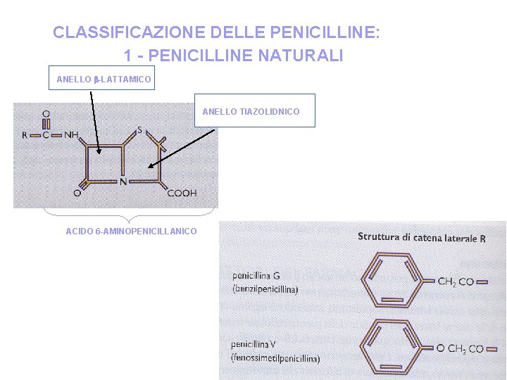 CLASSIFICAZIONE DELLE PENICILLINE: 1 - PENICILLINE NATURALI ANELLO -LATTAMICO ANELLO TIAZOLIDNICO ACIDO 6 -AMINOPENICILLANICO