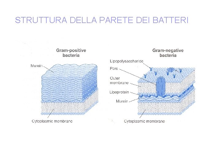 STRUTTURA DELLA PARETE DEI BATTERI 