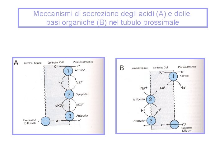 Meccanismi di secrezione degli acidi (A) e delle basi organiche (B) nel tubulo prossimale