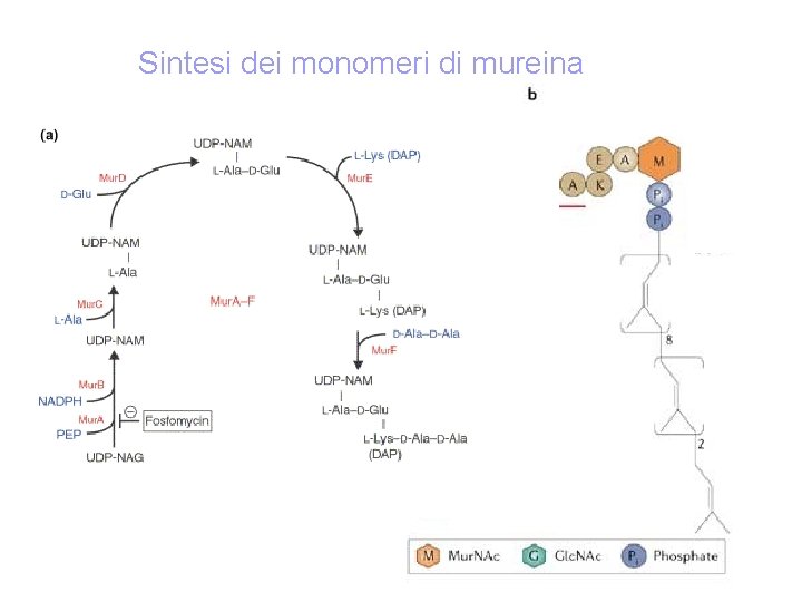 Sintesi dei monomeri di mureina 