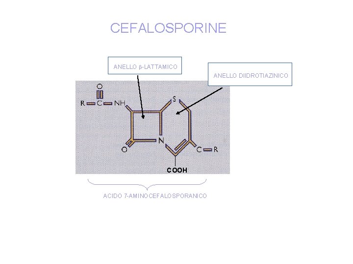 CEFALOSPORINE ANELLO -LATTAMICO ANELLO DIIDROTIAZINICO COOH ACIDO 7 -AMINOCEFALOSPORANICO 