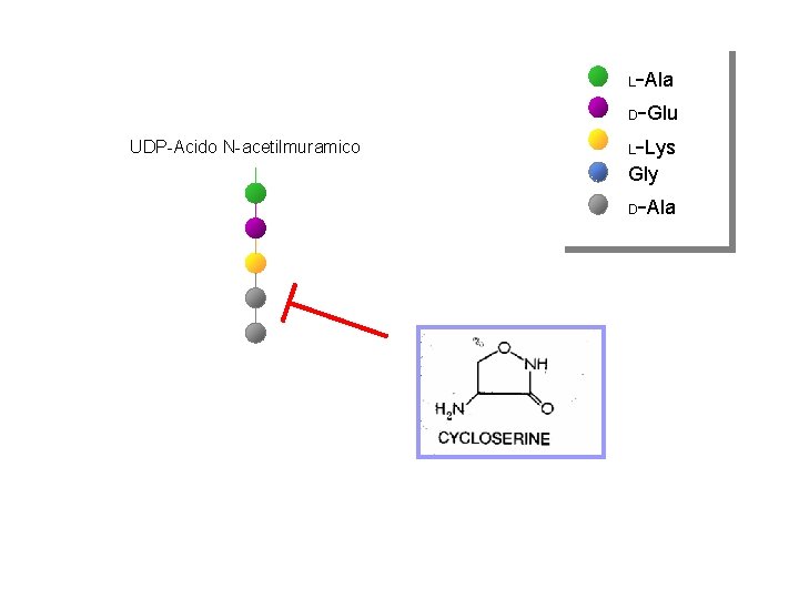 -Ala D-Glu L-Lys L UDP-Acido N-acetilmuramico Gly -Ala D 