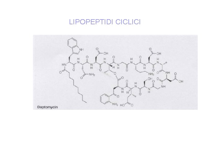 LIPOPEPTIDI CICLICI 