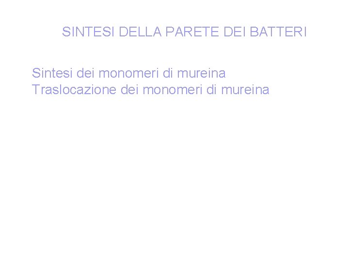 SINTESI DELLA PARETE DEI BATTERI Sintesi dei monomeri di mureina Traslocazione dei monomeri di