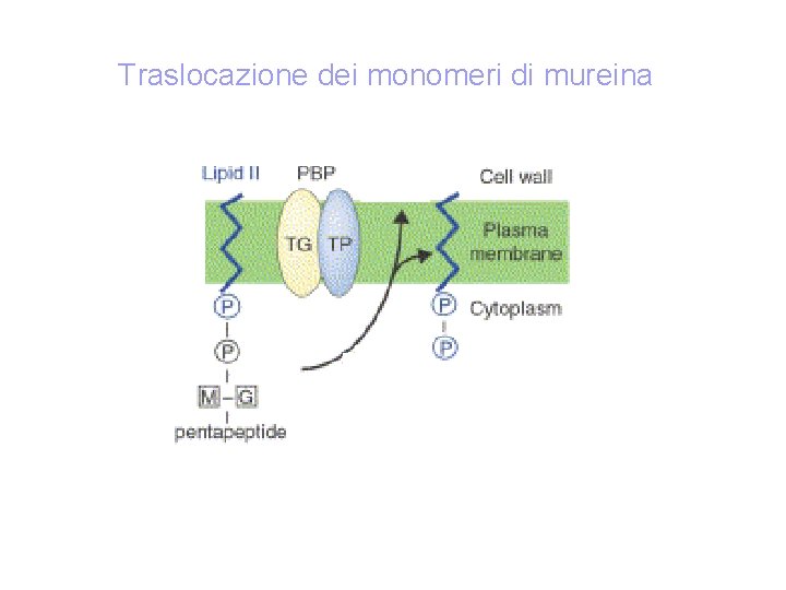 Traslocazione dei monomeri di mureina 