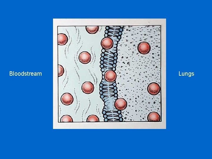 Bloodstream Lungs 