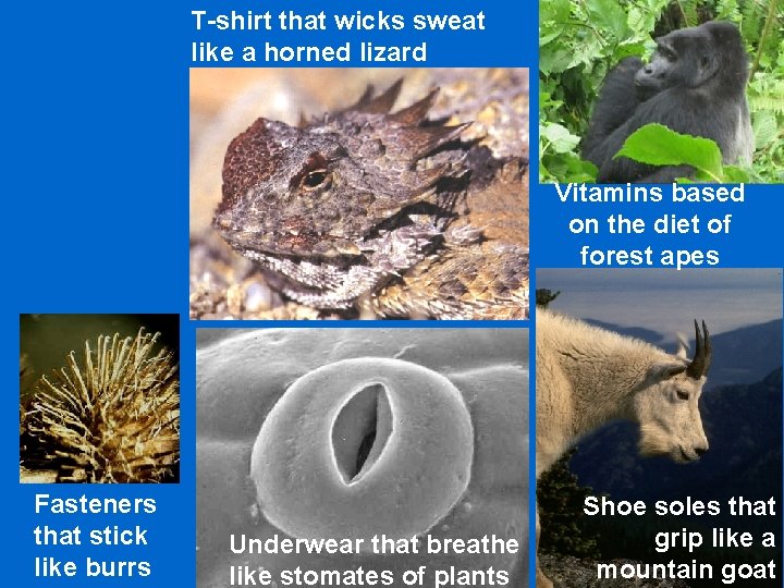 T-shirt that wicks sweat like a horned lizard Vitamins based on the diet of