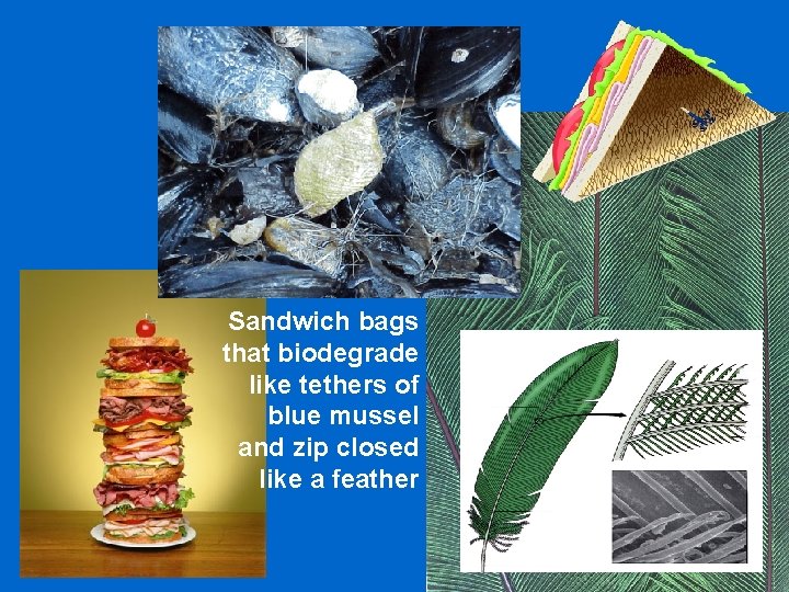Sandwich bags that biodegrade like tethers of blue mussel and zip closed like a