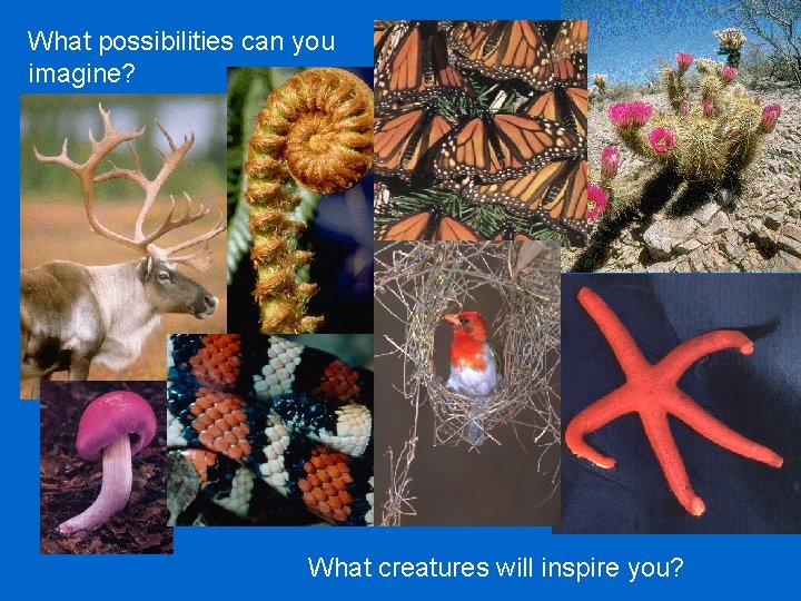 What possibilities can you imagine? What creatures will inspire you? 