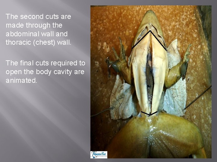 The second cuts are made through the abdominal wall and thoracic (chest) wall. The