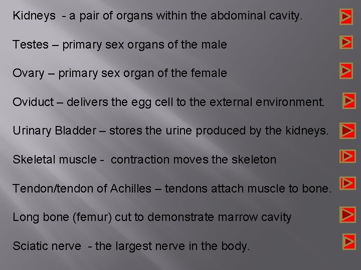 Kidneys - a pair of organs within the abdominal cavity. Testes – primary sex