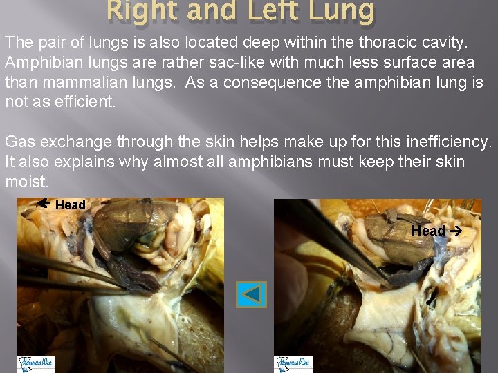 Right and Left Lung The pair of lungs is also located deep within the