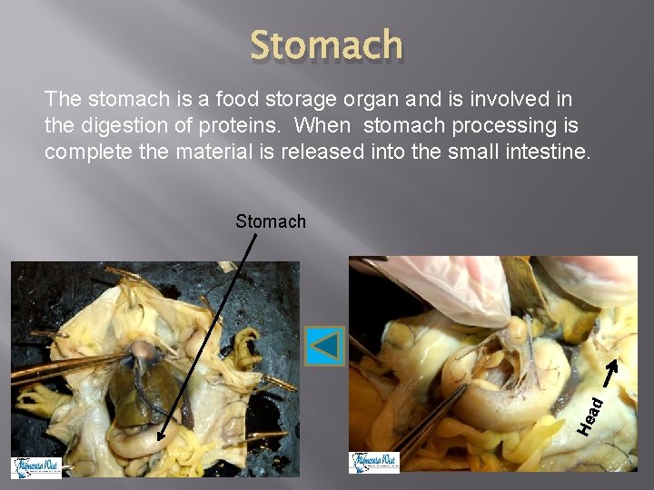 Stomach The stomach is a food storage organ and is involved in the digestion