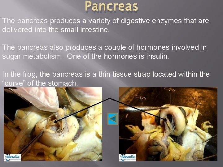 Pancreas The pancreas produces a variety of digestive enzymes that are delivered into the