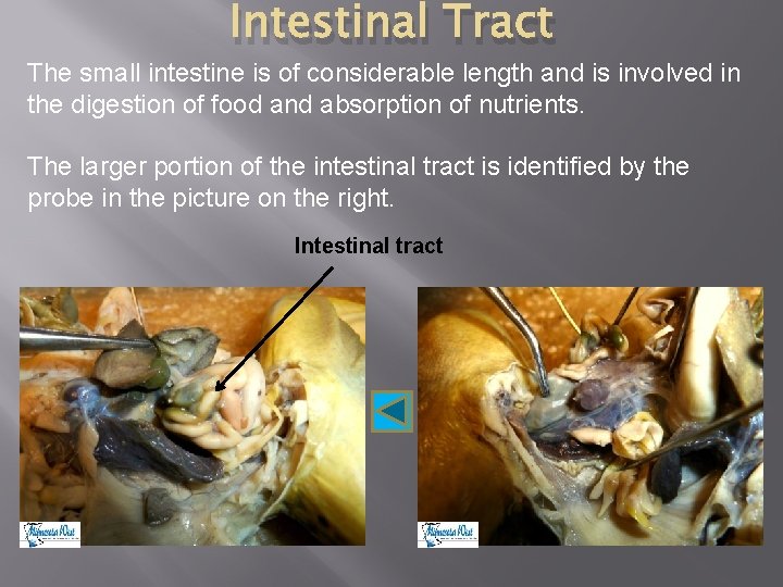 Intestinal Tract The small intestine is of considerable length and is involved in the