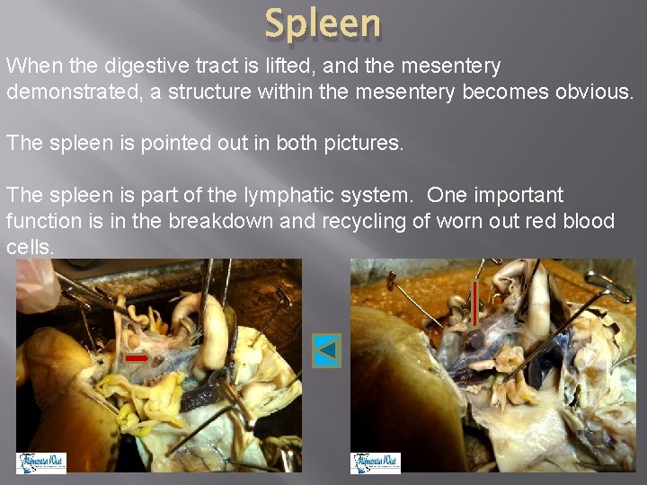 Spleen When the digestive tract is lifted, and the mesentery demonstrated, a structure within