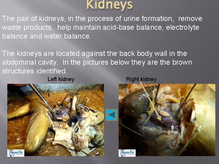 Kidneys The pair of kidneys, in the process of urine formation, remove waste products,