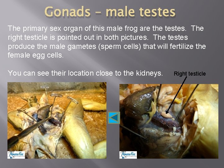 Gonads – male testes The primary sex organ of this male frog are the