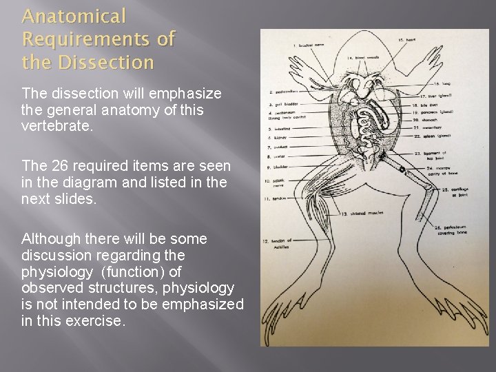 Anatomical Requirements of the Dissection The dissection will emphasize the general anatomy of this