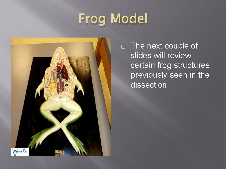 Frog Model � The next couple of slides will review certain frog structures previously