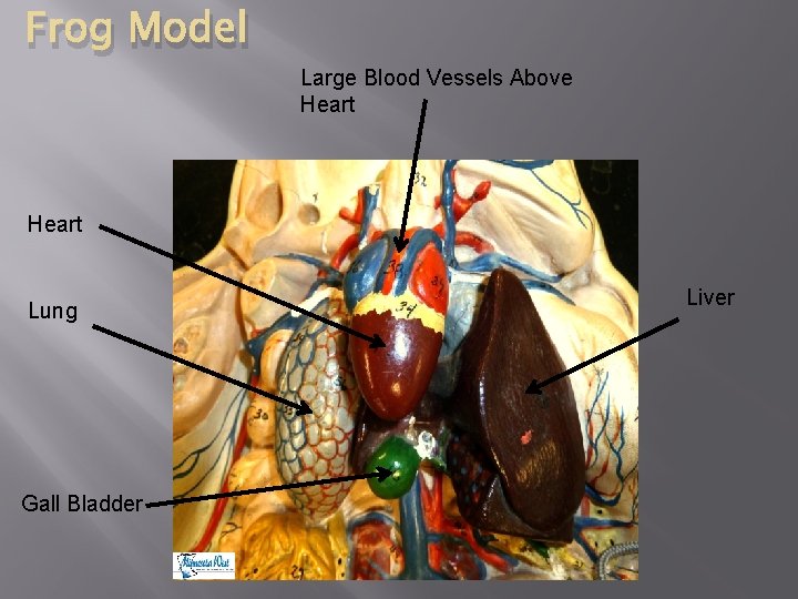 Frog Model Large Blood Vessels Above Heart Lung Gall Bladder Liver 