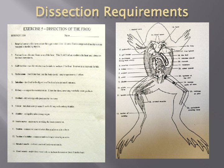 Dissection Requirements 