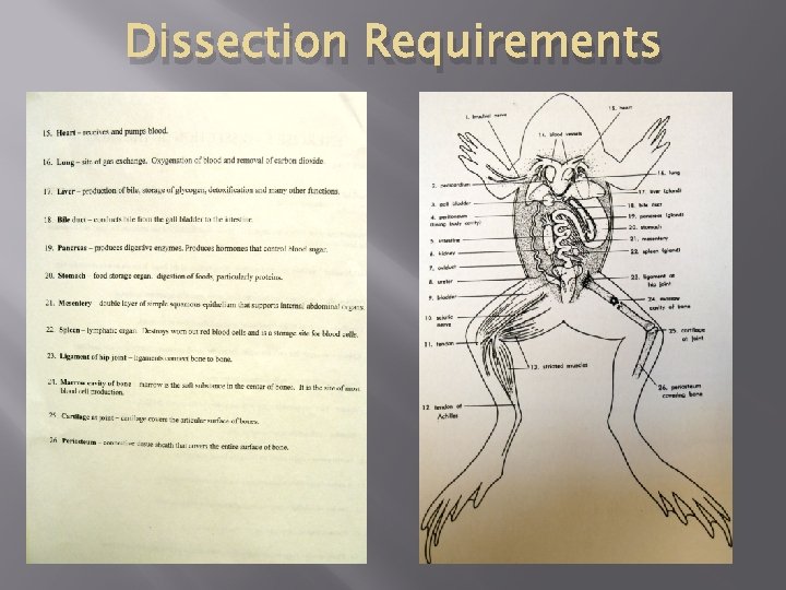 Dissection Requirements 