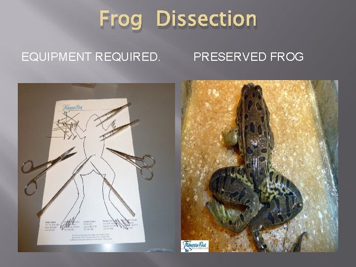 Frog Dissection EQUIPMENT REQUIRED. PRESERVED FROG 