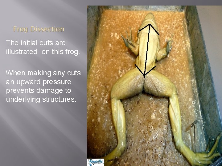 Frog Dissection The initial cuts are illustrated on this frog. When making any cuts