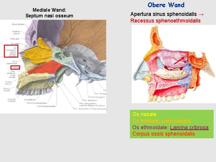 Mediale Wand: Septum nasi osseum Obere Wand Apertura sinus sphenoidalis → Recessus sphenoethmoidalis Os