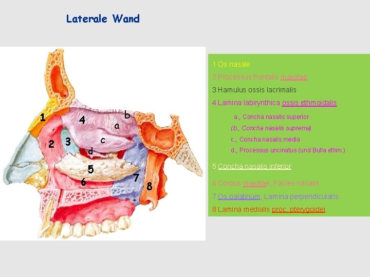 Laterale Wand 1 Os nasale 2 Processus frontalis maxillae 3 Hamulus ossis lacrimalis 4