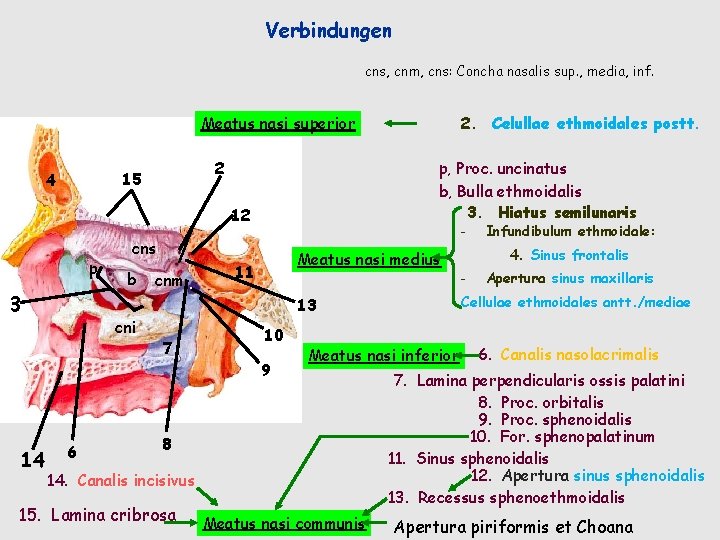 Verbindungen cns, cnm, cns: Concha nasalis sup. , media, inf. Meatus nasi superior 2