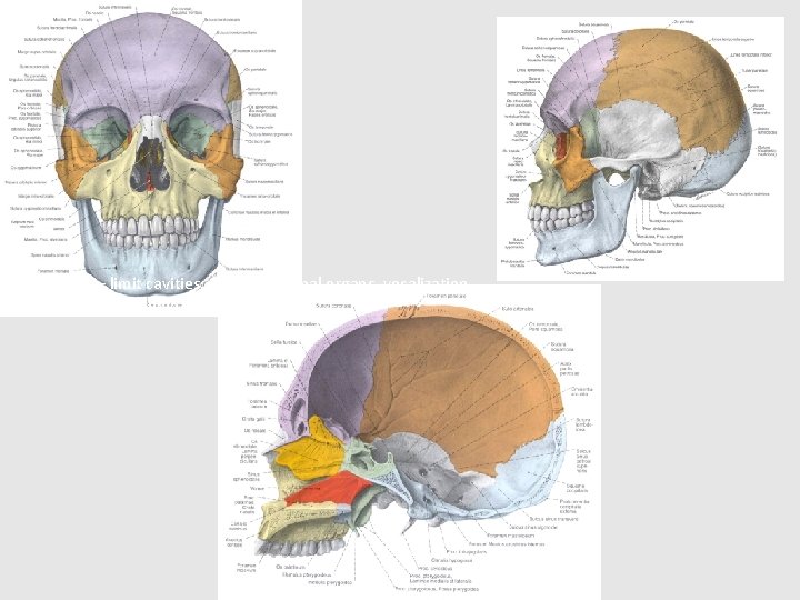 ROLE – limit cavities, protect internal organs, vocalization, hold the respiratory/gastrointestinal tract and anchor