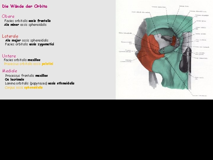 Die Wände der Orbita Obere Facies orbitalis ossis frontalis Ala minor ossis sphenoidalis Laterale