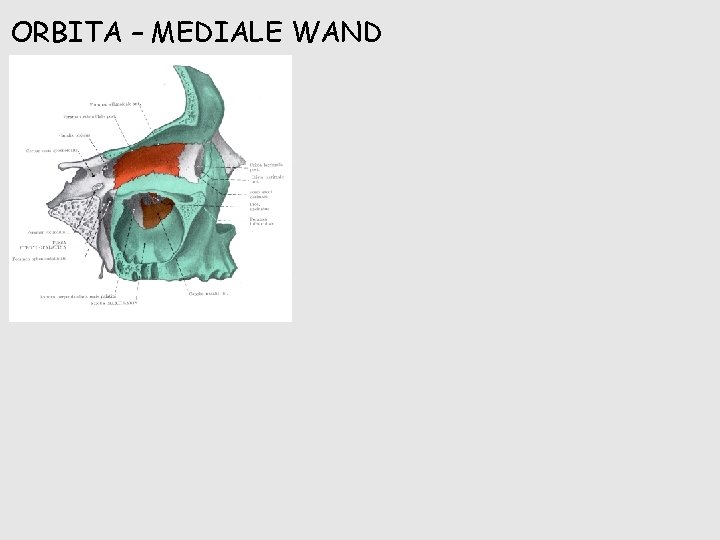 ORBITA – MEDIALE WAND 