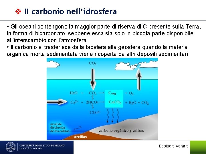  Il carbonio nell’idrosfera • Gli oceani contengono la maggior parte di riserva di