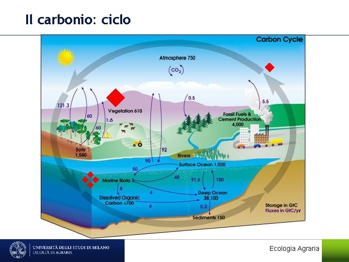 Il carbonio: ciclo Ecologia Agraria 