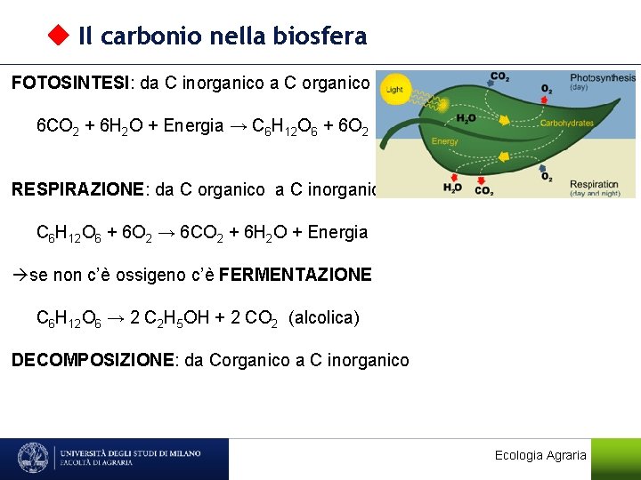  Il carbonio nella biosfera FOTOSINTESI: da C inorganico a C organico 6 CO