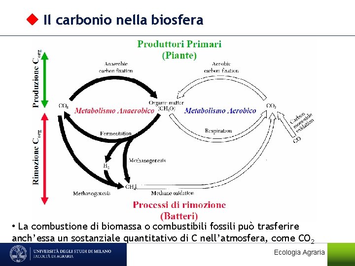  Il carbonio nella biosfera • La combustione di biomassa o combustibili fossili può