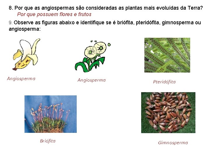8. Por que as angiospermas são consideradas as plantas mais evoluídas da Terra? Por