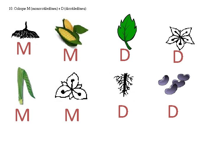 10. Coloque M (monocotiledônea) e D (dicotiledônea): M M D D 