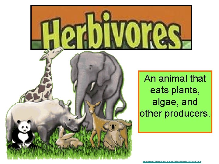 An animal that eats plants, algae, and other producers. http: //www. kidsplanet. org/wol/graphics/herbivores 2.