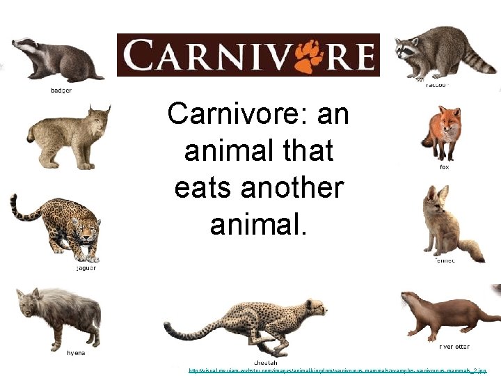 Carnivore: an animal that eats another animal. http: //visual. merriam-webster. com/images/animal-kingdom/carnivorous-mammals/examples-carnivorous-mammals_2. jpg 
