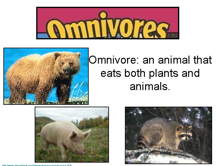 Omnivore: an animal that eats both plants and animals. 