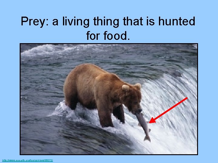 Prey: a living that is hunted for food. http: //www. eoearth. org/topics/view/58072/ 