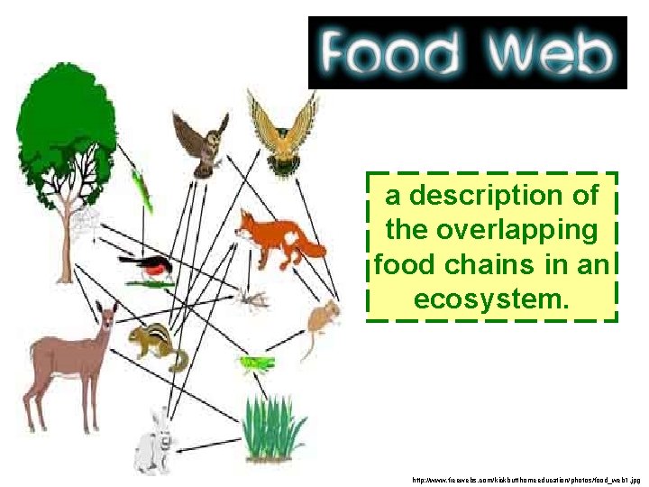 a description of the overlapping food chains in an ecosystem. http: //www. freewebs. com/kickbutthomeeducation/photos/food_web