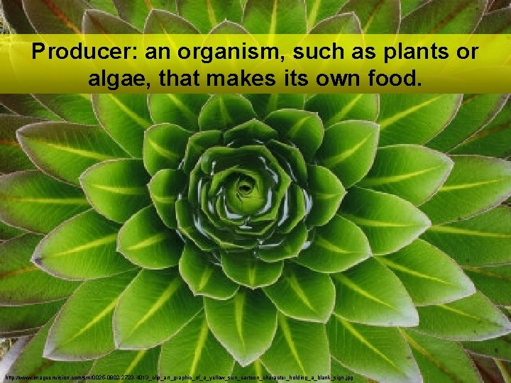 Producer: an organism, such as plants or algae, that makes its own food. http: